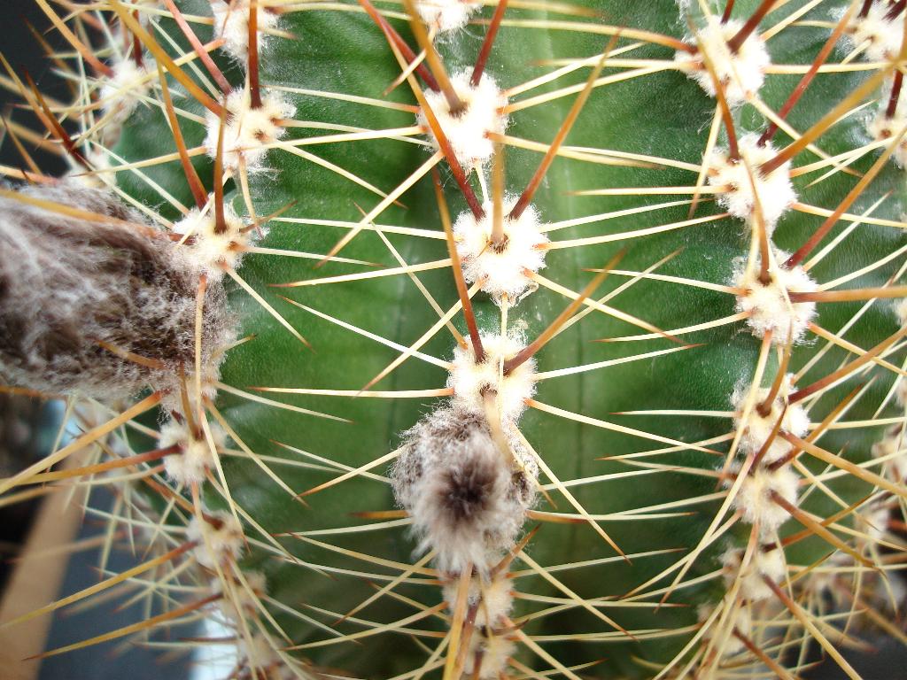 Eigene Echinopsis/RL 05-51 2a.jpg
